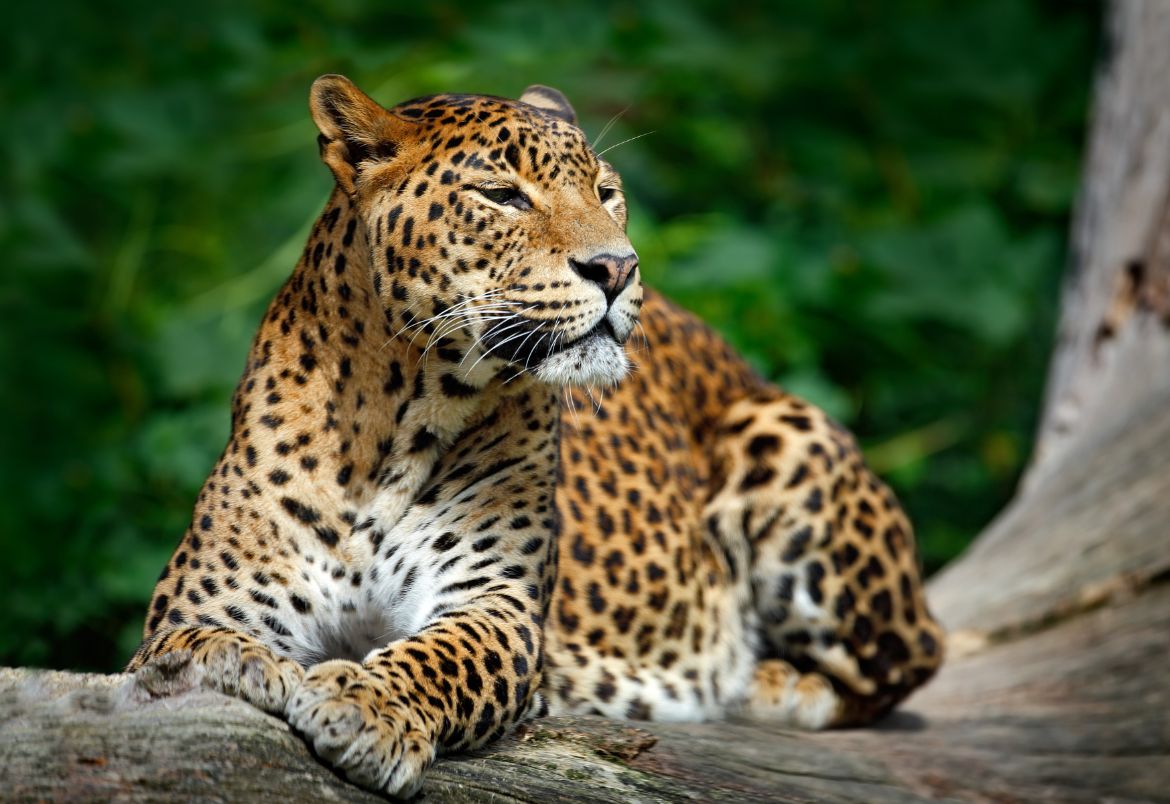 Minneriya National Park - image 1